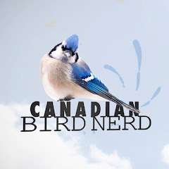 Se Mountain View Bird Feeder Live Cam Alberta direkt