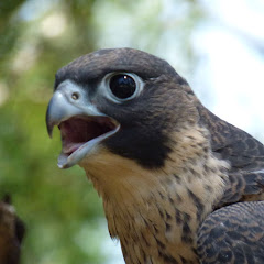 Box Camera Falcon Nest Live Cam