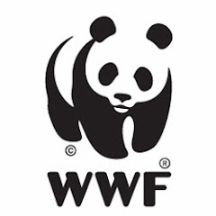 WWF Spain Lynx Territory Live Broadcast