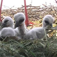 Se Kirchzarten Stork Nest Live Webcam direkt